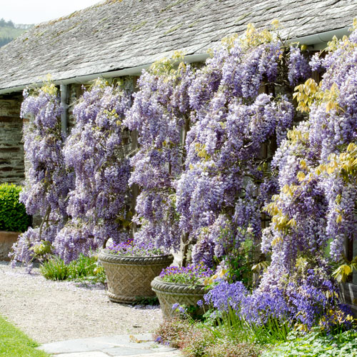 Buckland Abbey Wisteria History & Gardens