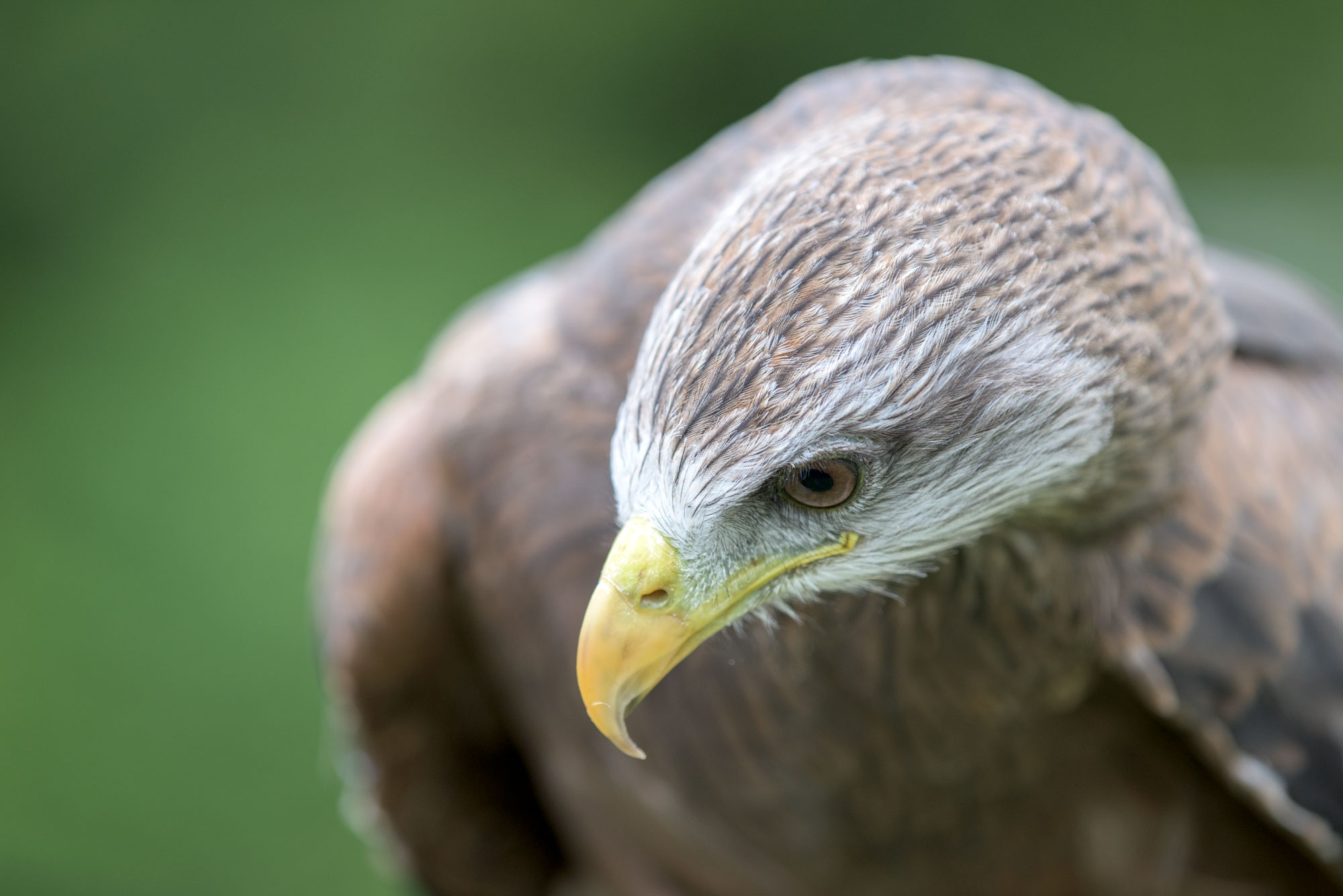 Falconry Experience Something Different
