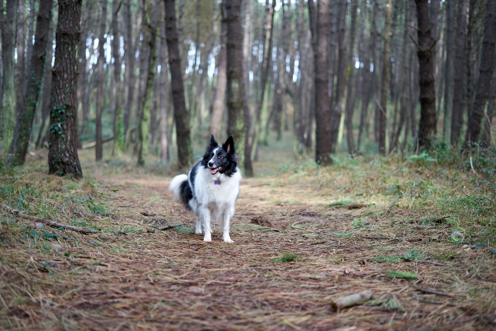 dog friendly dog friendly