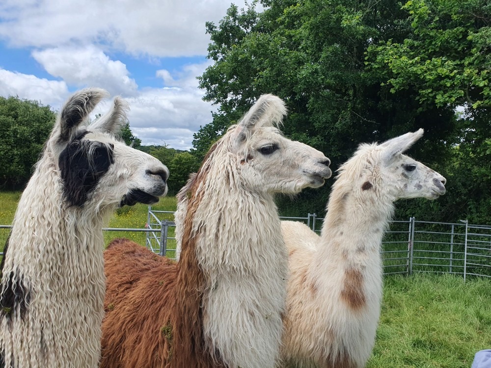 llama walking Falconry Experience Something Different